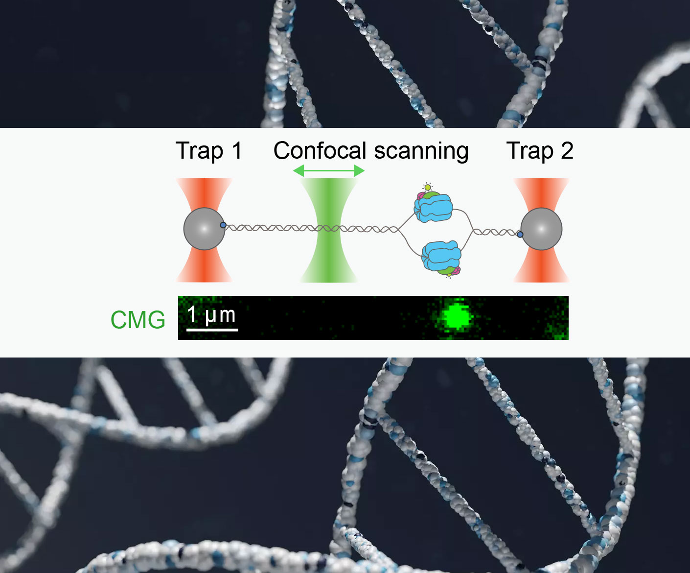 new-study-reveals-how-cmg-motor-moves-along-dna-during-replication