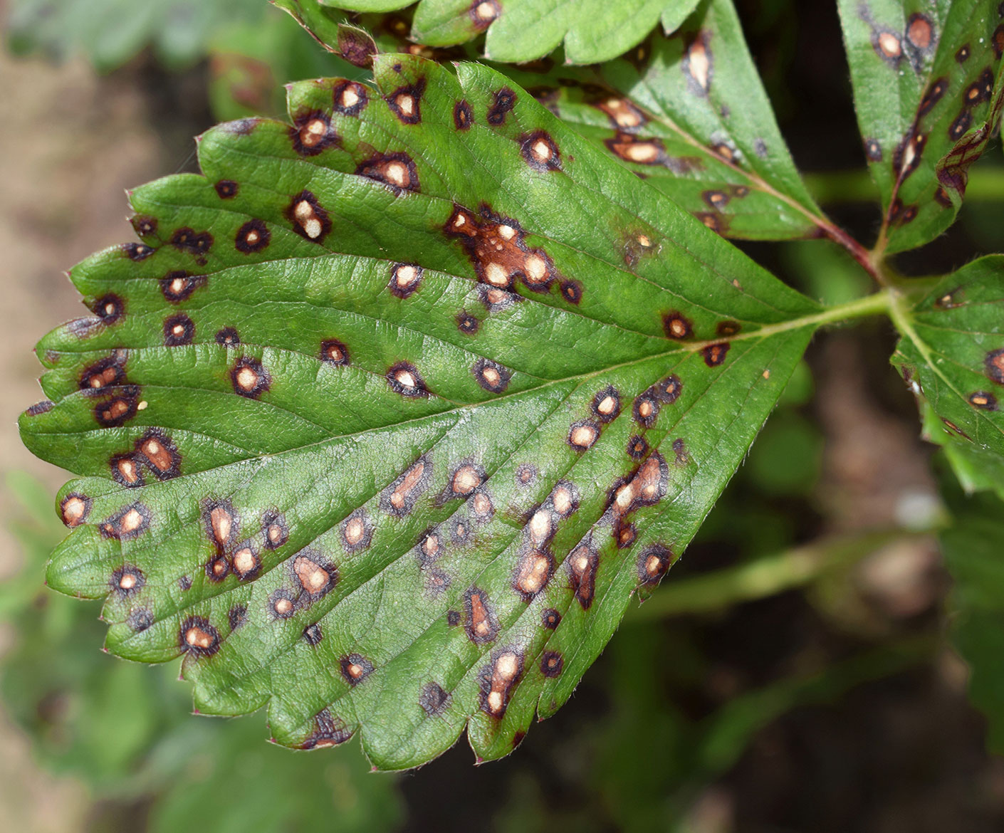 Mycosphaerella achilleae