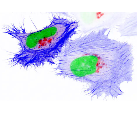 Unlocking the workings of cells with smart colors | Web engineering