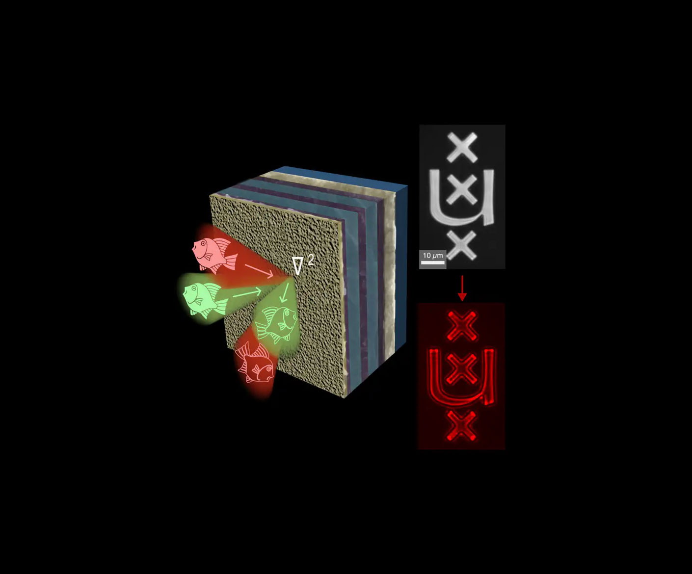 Randen detecteren met de snelheid van het licht | Engineeringnet