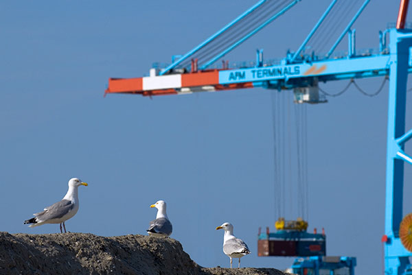 APM Terminals Zeebrugge overgenomen door Cosco Engineeringnet